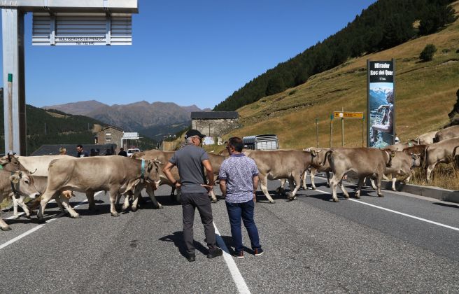 Canillo preveu més ajuts a la ramaderia i que en dos anys es notin els