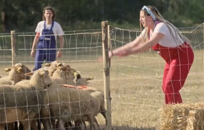 Clàudia Cunill intentant guiar un ramat d'ovelles.